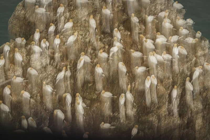 A large flock of seabirds with white bodies and yellowish heads are densely clustered on a rocky surface near water, creating a striking, almost patterned appearance.
