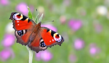 ‘Showstopper’ peacock voted Britain's favourite butterfly