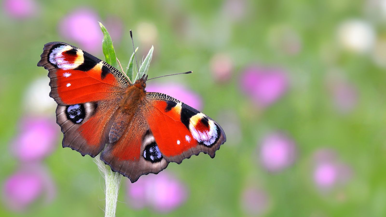 ‘Showstopper’ peacock voted Britain's favourite butterfly