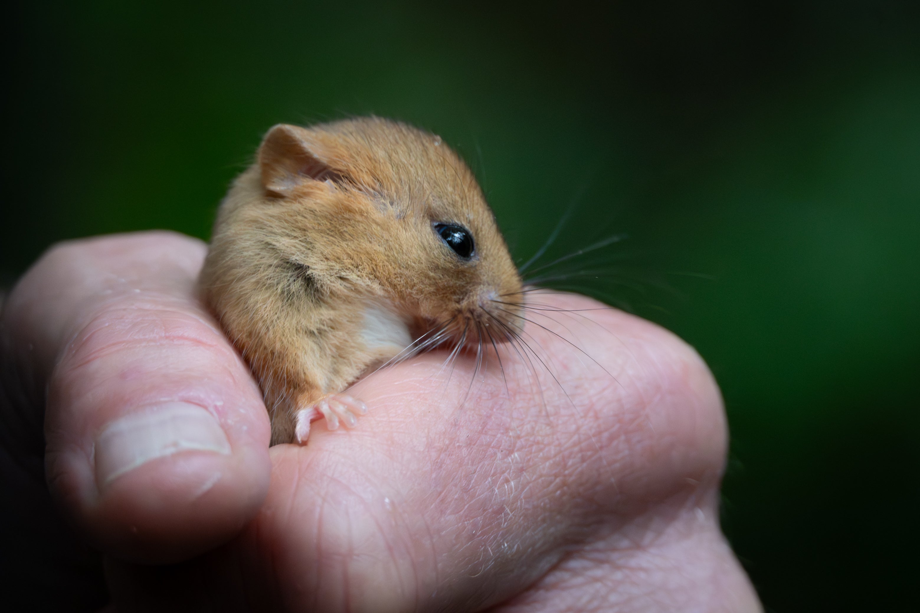 21 dormice were released in the same woodland in October 2025