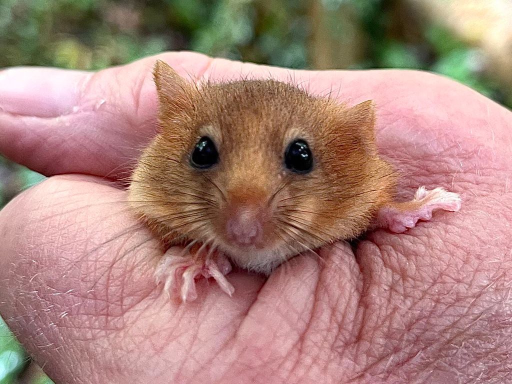 Hazel dormice are officially classified as ‘vulnerable’