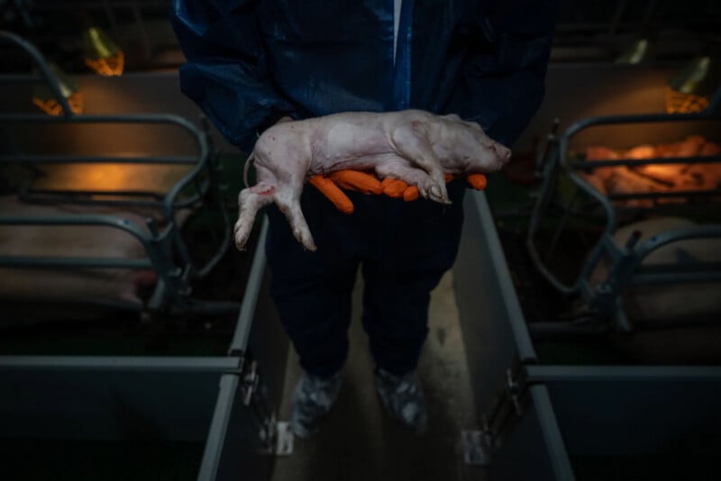 A person in protective clothing and orange gloves holds a newborn piglet inside a dimly lit pig farm, with metal pens and other pigs visible in the background.