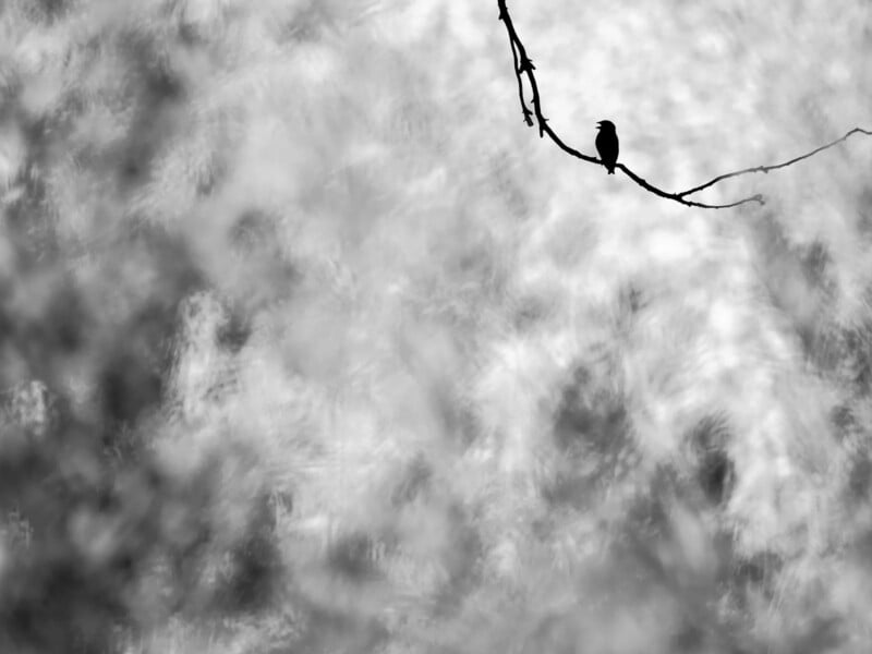 A small bird sits alone on a thin, bare branch against a blurred, cloudy sky in a black and white photograph.
