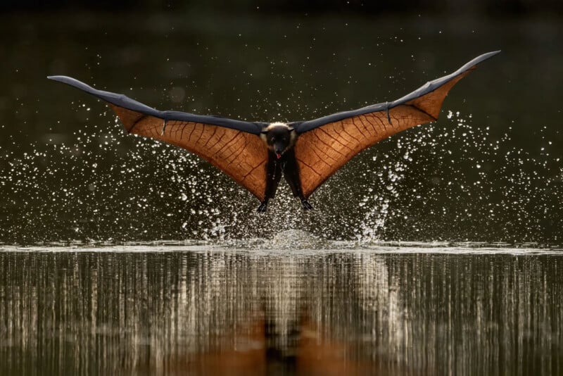 A bat flies low over water with its wings spread wide, creating splashes and ripples on the surface, against a blurred background.