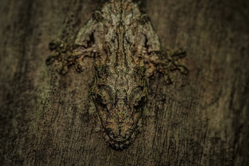 A close-up of a leaf-tailed gecko camouflaged against tree bark, its textured, brownish-gray body blending seamlessly with the rough wood surface.