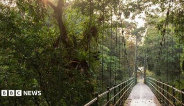 A suspended walkway through the rainforest canopy. The trees are lush and green and very tall.