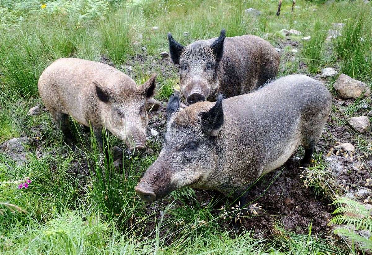 Highland rewilding estate culls wild boar following ‘substantial increase’ in numbers; Highlands Rewilding, founded by former director of Greenpeace Jeremy Leggett, carried out the cull on the Bunloit Estate, near Inverness