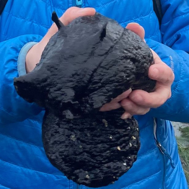 Black sea hare found on the Pacific coast near San Diego, US.  These are much larger than the Depilatory sea hares usually seen in the Mediterranean - which are in turn are much bigger than UK native Spotted sea hare. Black sea hares have features said to resemble a hippo