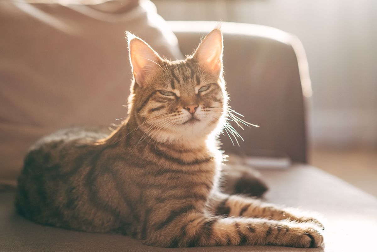 Bengal cat lying on sofa and smiling