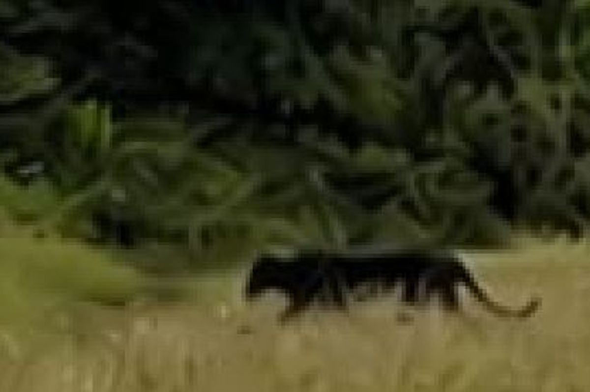 An image submitted to the Bristol Post that was said to have been taken on Purdown Open Space, just before 9am on Friday, June 12, 2026. It claims to show what appears to be a big cat walking towards the undergrowth between the Open Space and the allotments, just to the east of Lockleaze