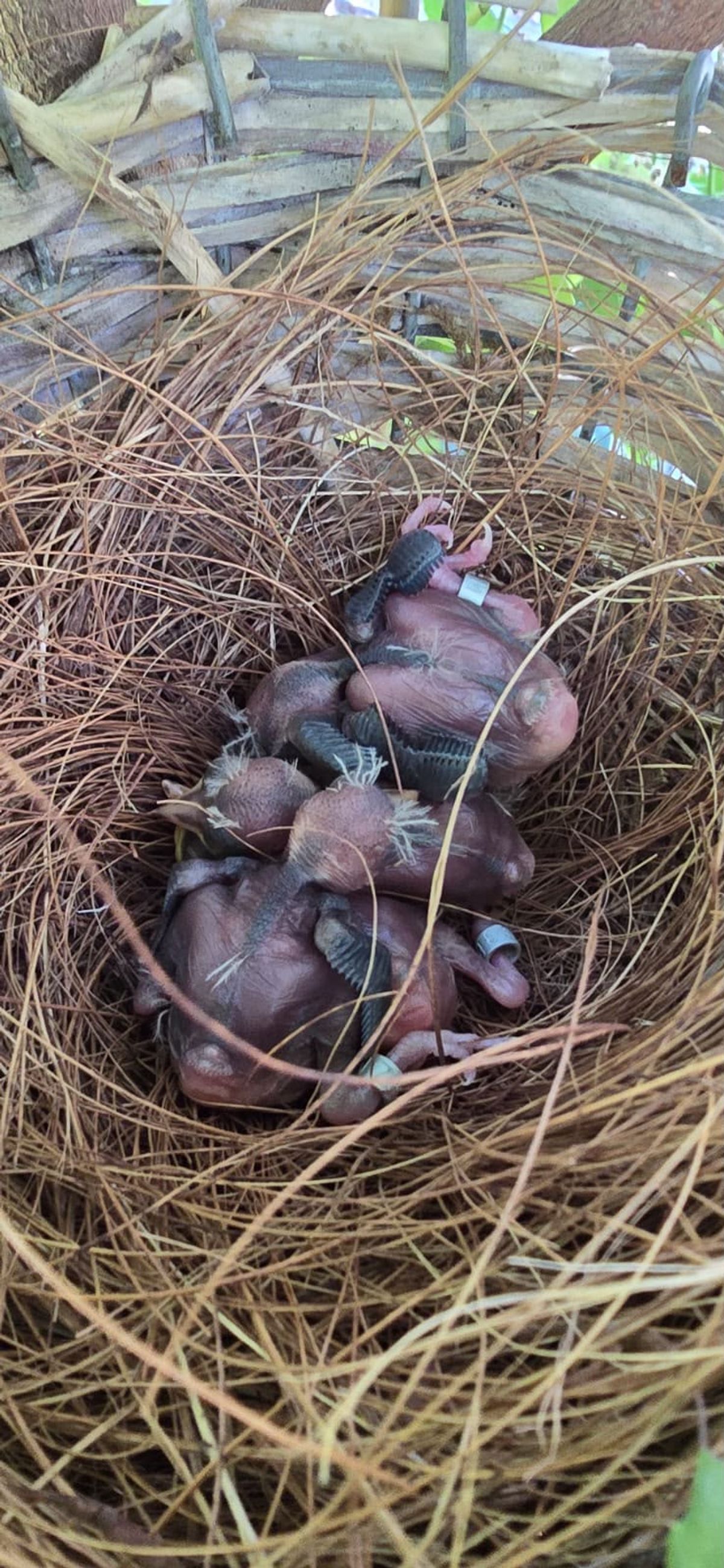 The chicks shortly after they were hatched