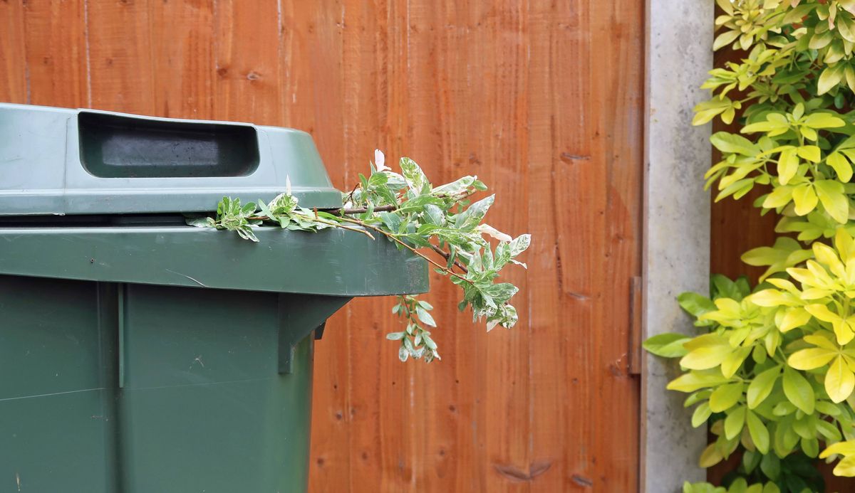 Green recycling wheely bin with garden plant cuttings. Orange painted wooden shiplap fence in background. Overcast spring summer day outdoors. Close up