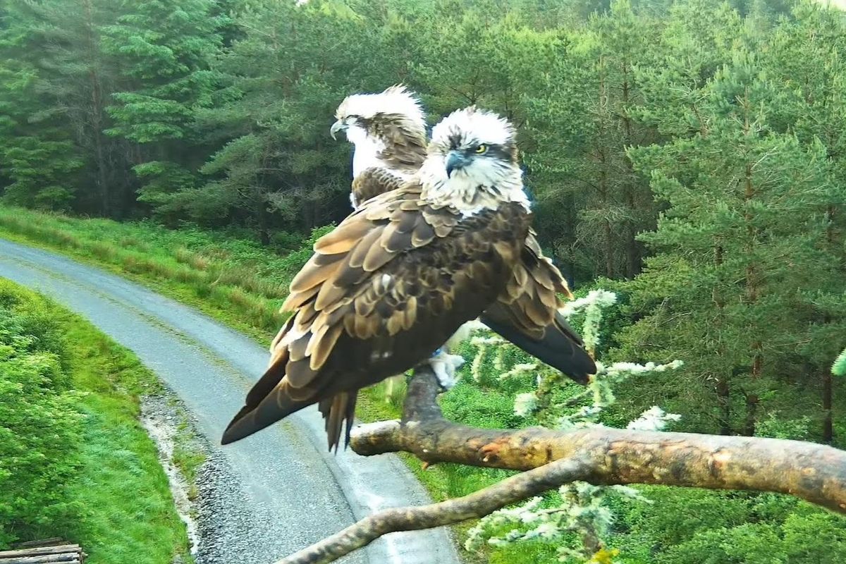 Ospreys