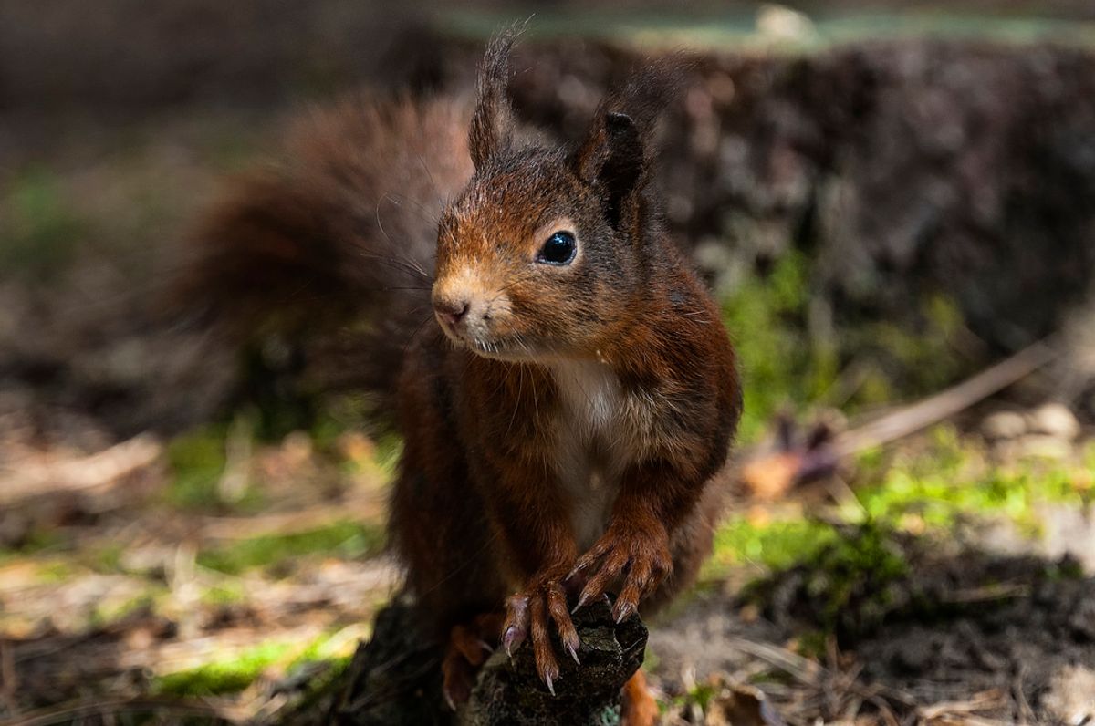A red squirrel pictured at the nature reserve at National Trust Formby