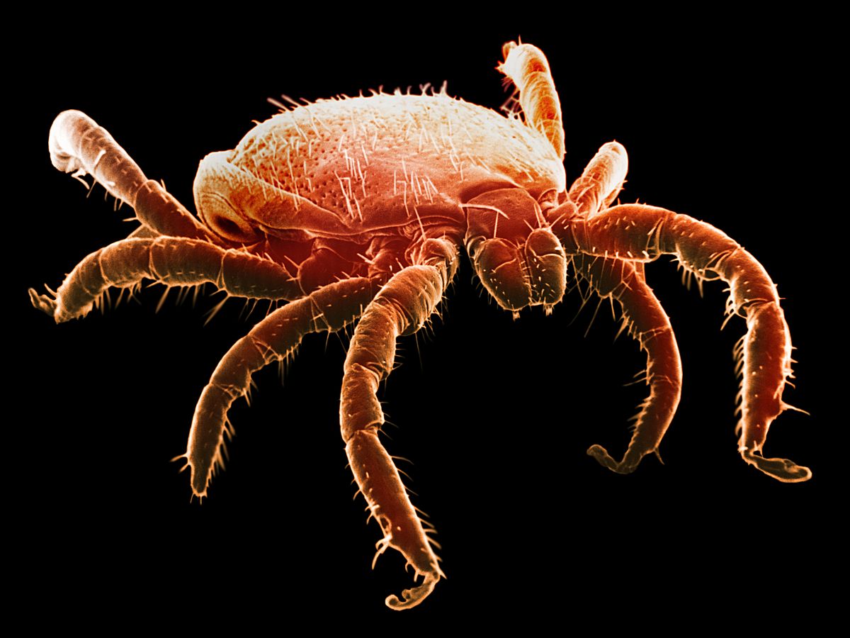 Electron microscope image of a deer tick