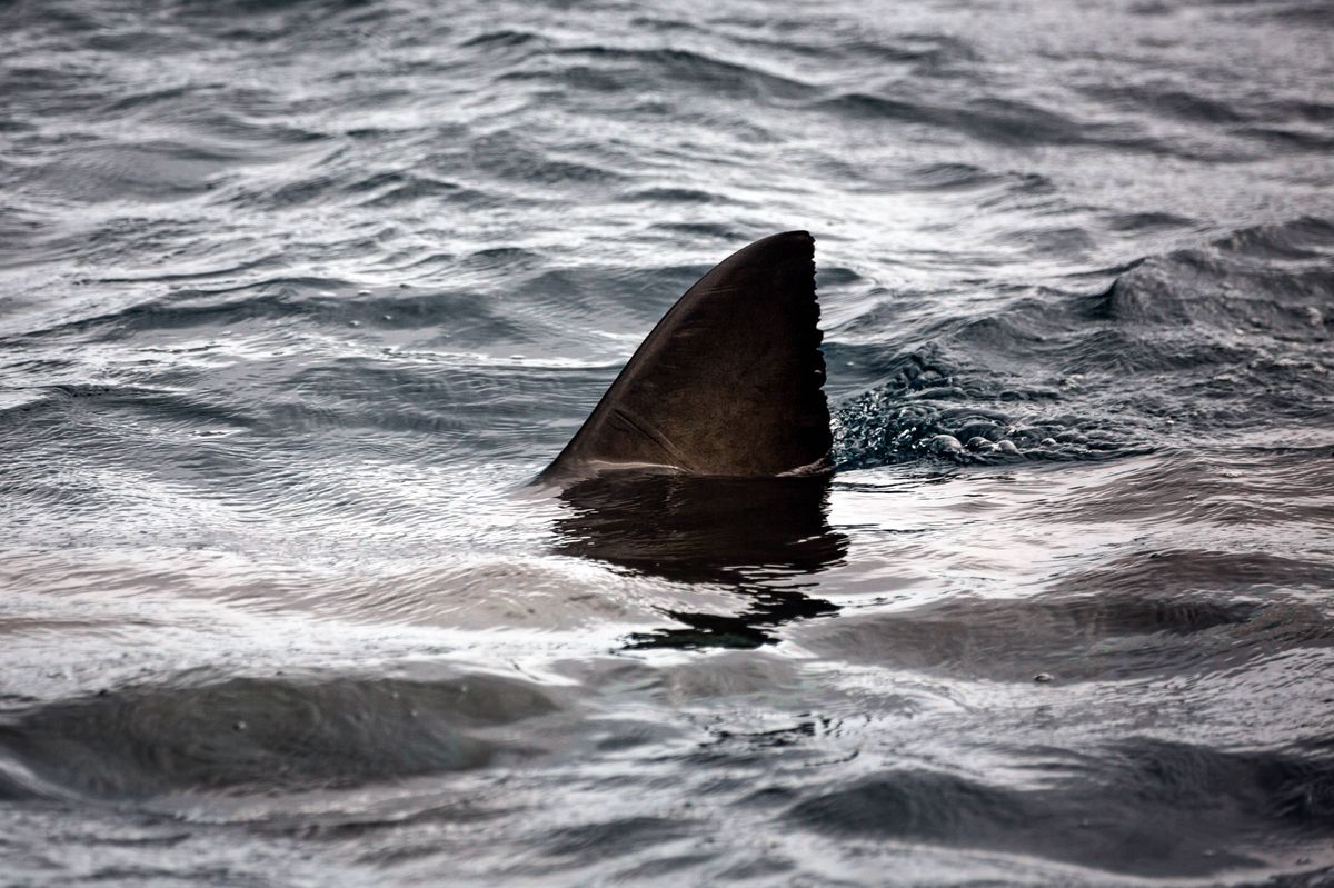 An ominous dorsal fin breaching the sea surface