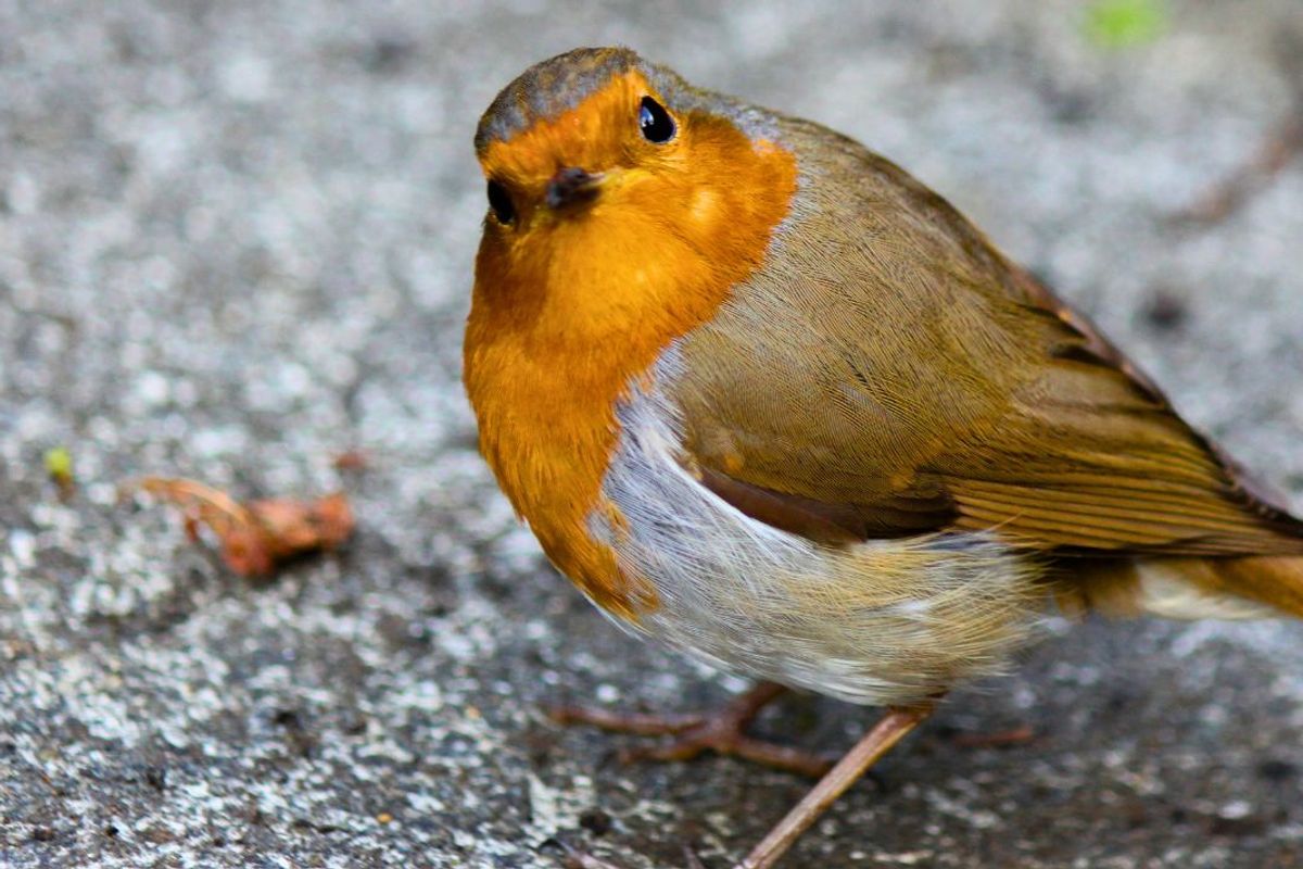 Picture of a robin in a garden
