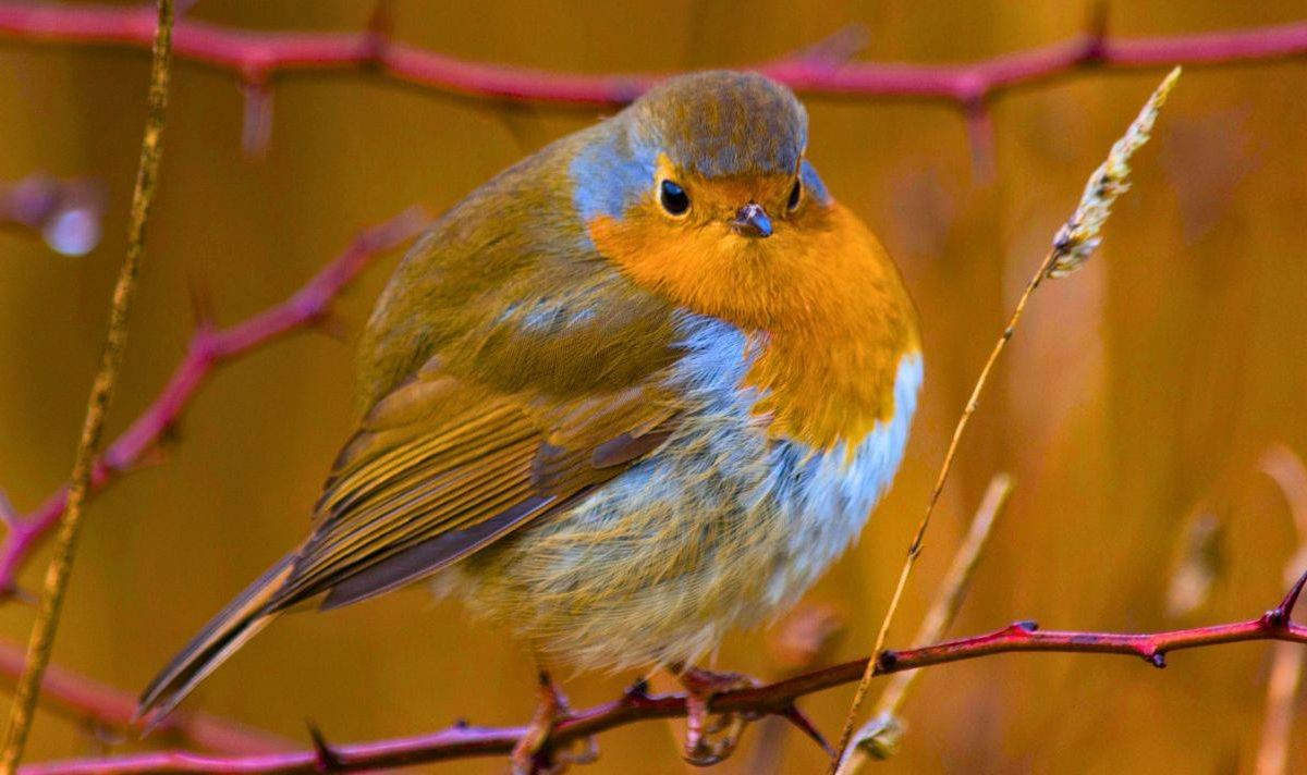 Picture of a plump robin