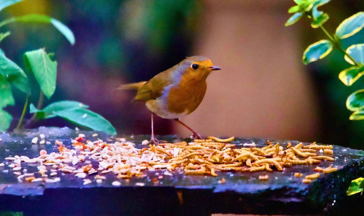 Picture of a robin perched on a bird table