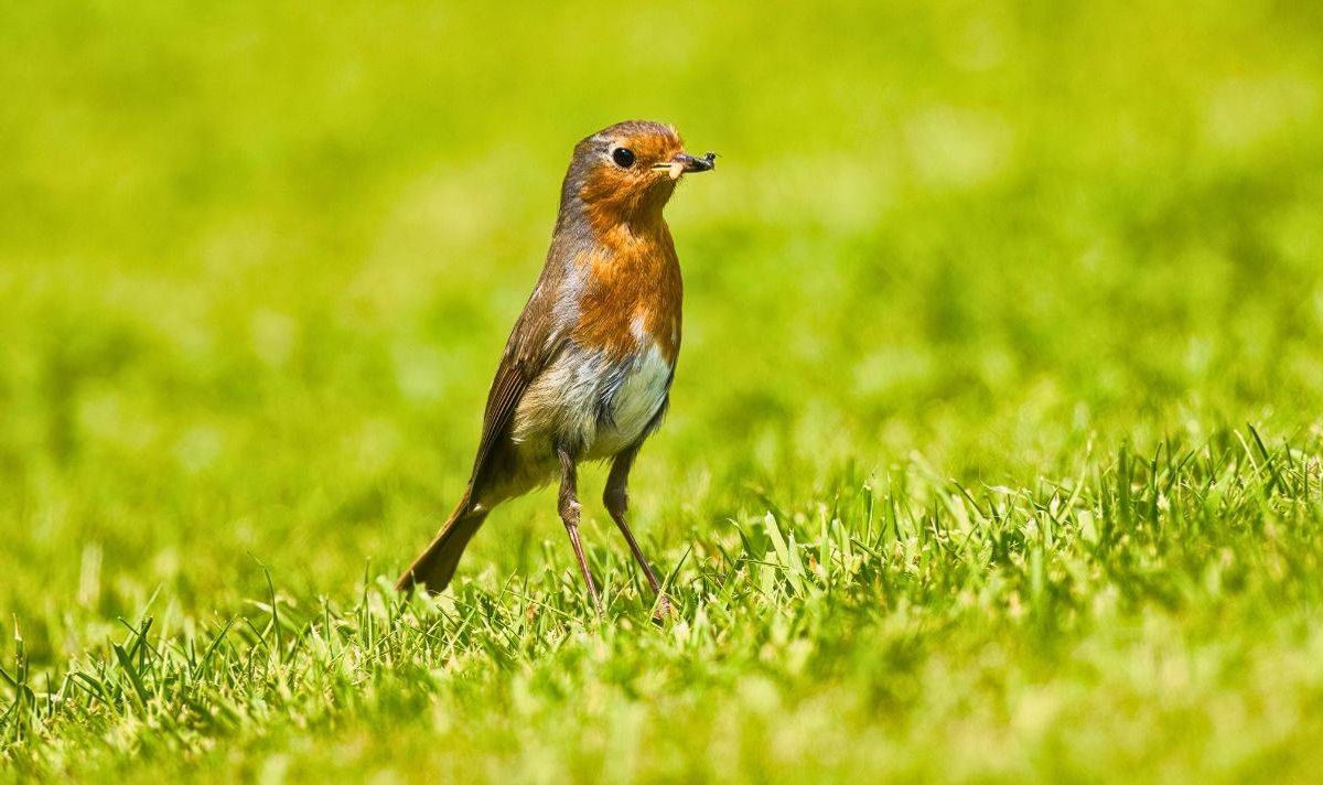 Picture of a skinny robin