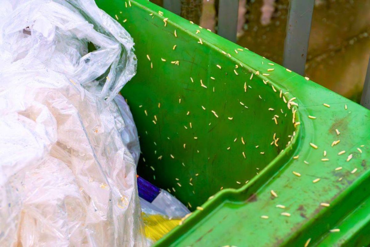 Picture of maggots on a wheelie bin