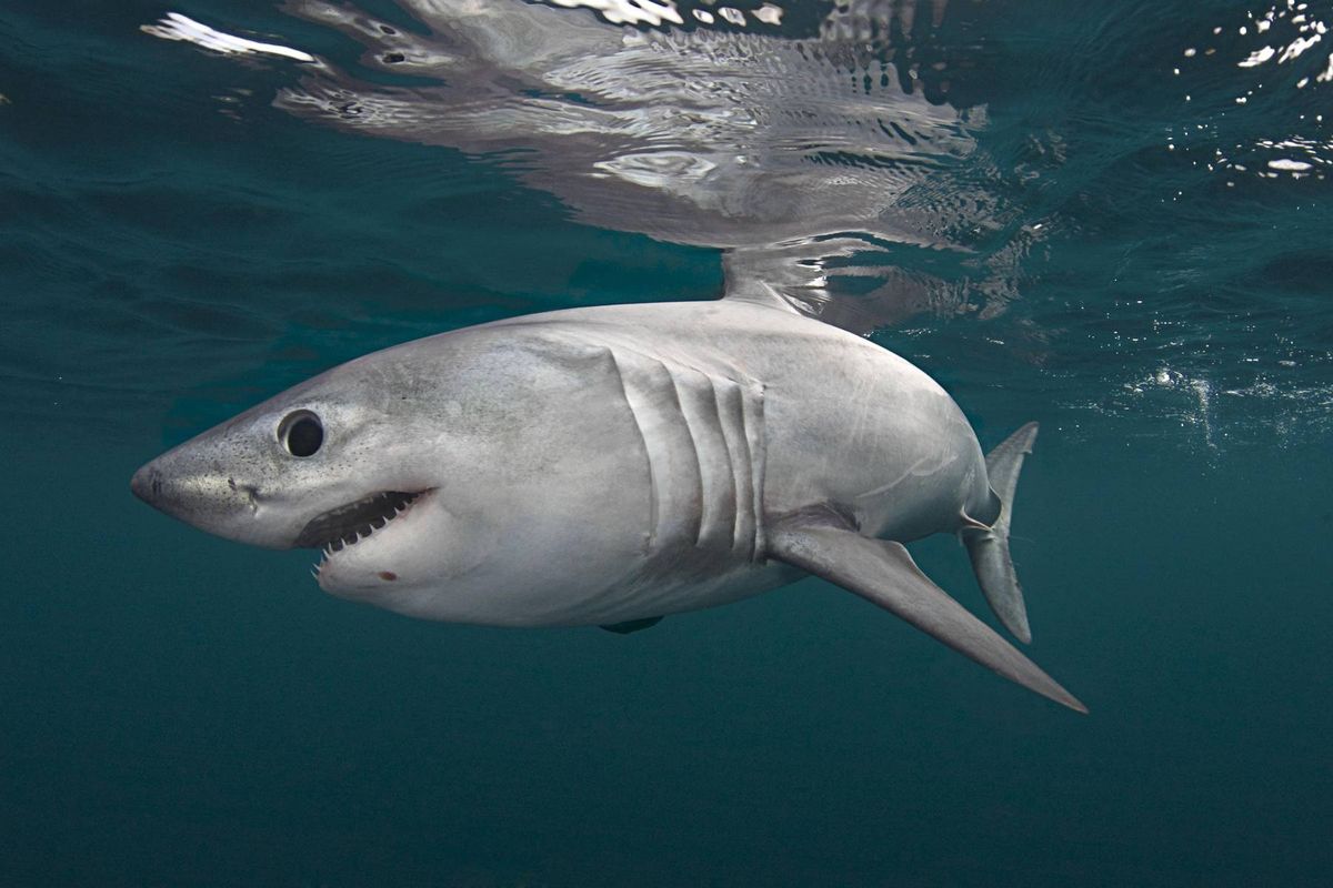 Porbeagle