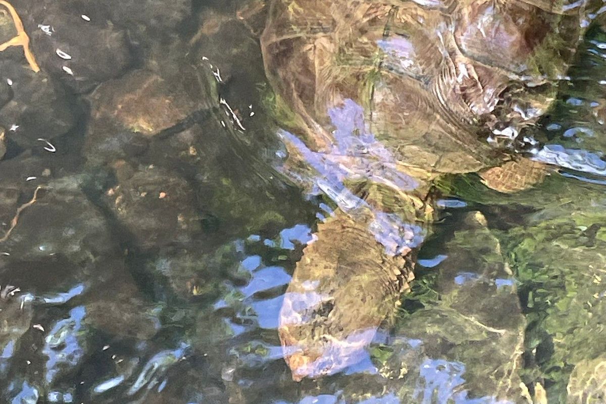 A turtle in water