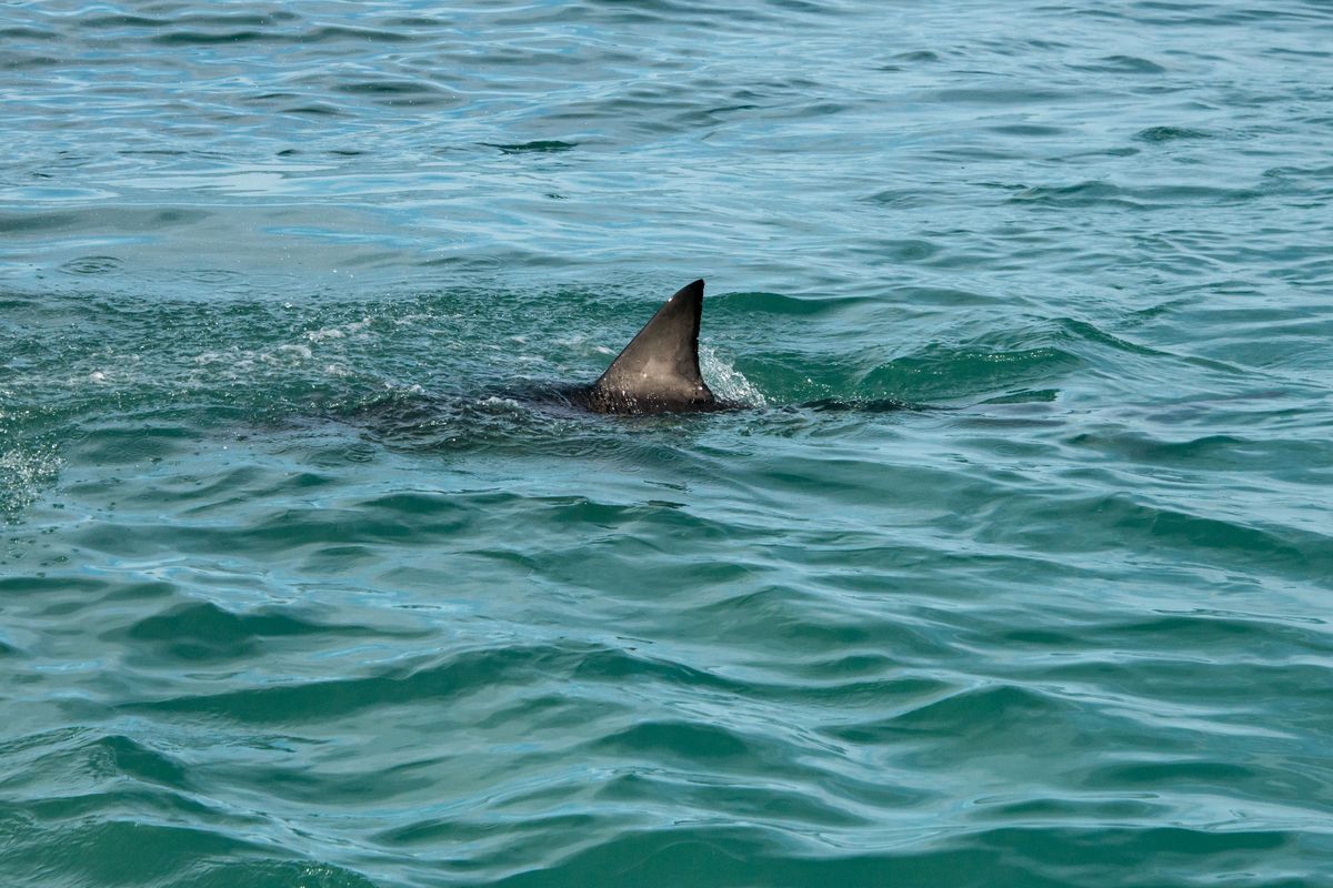 Stock image of a shark fin
