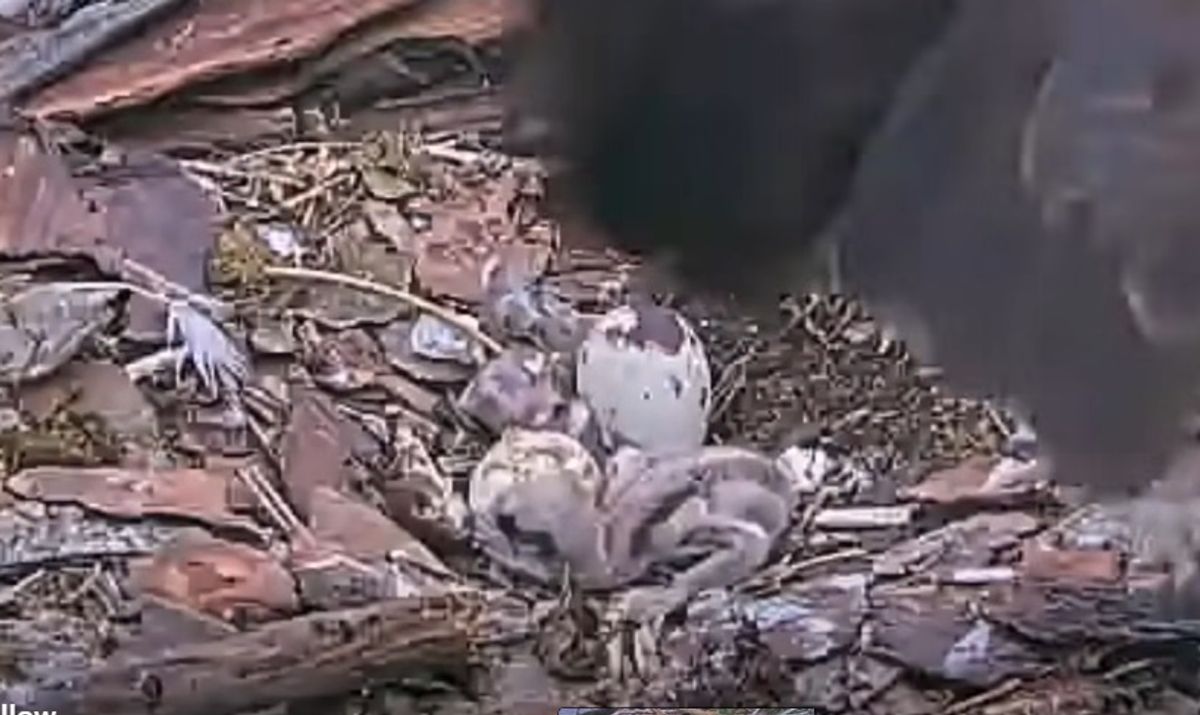 Second osprey chick emerges at Llyn Brenig