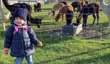 After a freak accident at the alpaca farm my toddler stopped walking