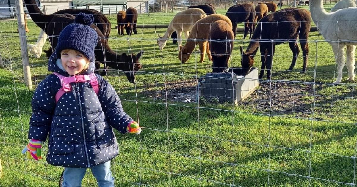After a freak accident at the alpaca farm my toddler stopped walking