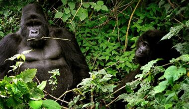 Uganda conservationists increase efforts to protect mountain gorillas