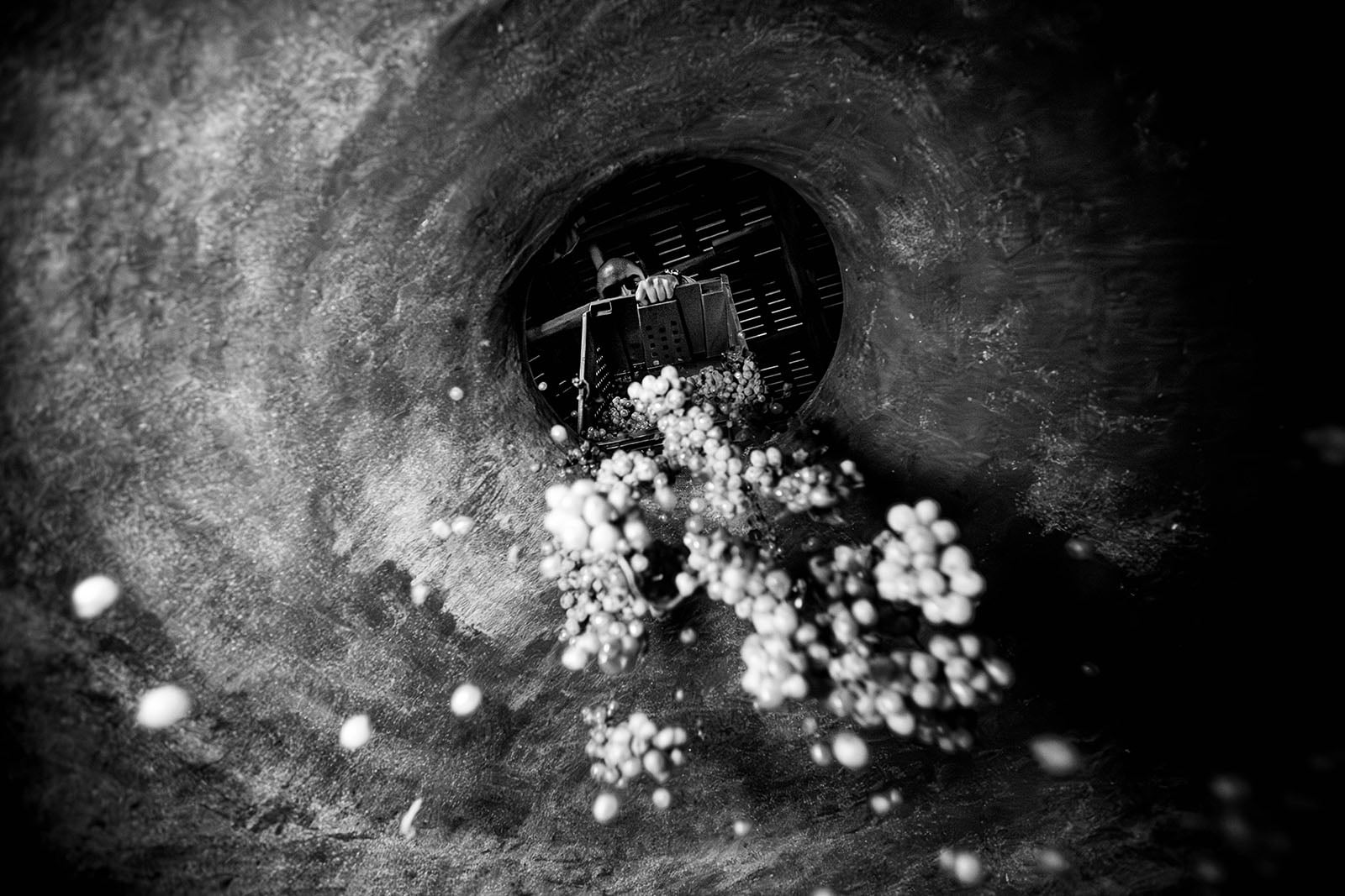 Black and white image showing grapes falling into a large circular vat from above, with a person standing at the top center, watching or guiding the process.