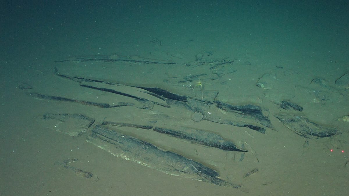 Scientists discover where whales go to die