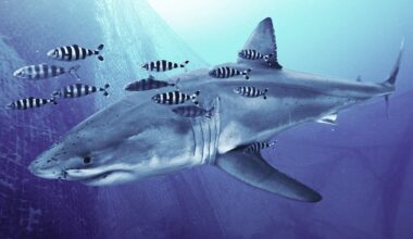 Divers made the first video ever of this shark in the Med - then got back to work on the real threat
