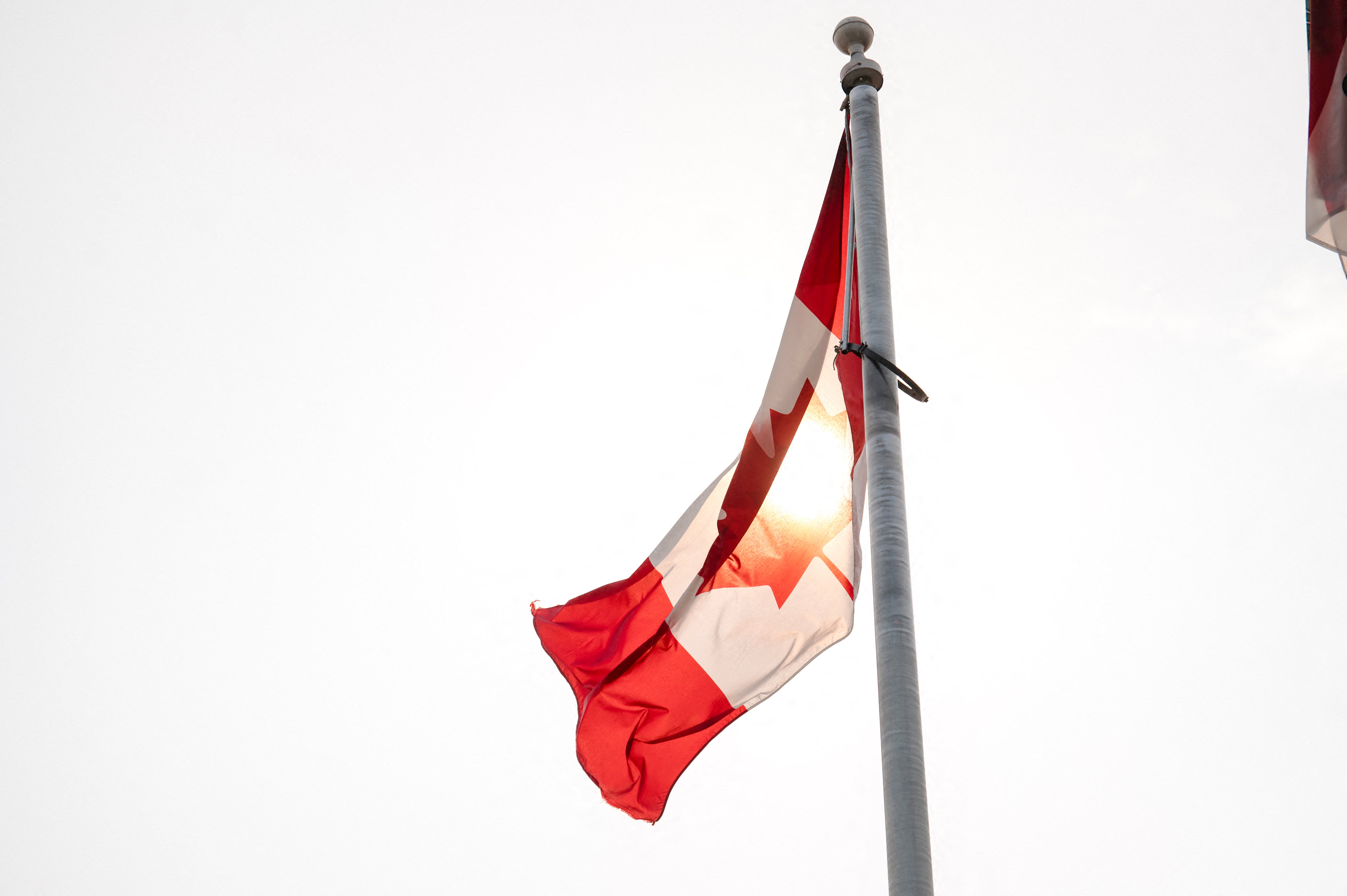 A Canadian town has recognized trees as living beings with rights of their own