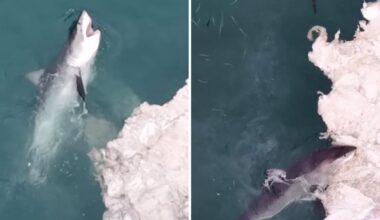 Wild drone footage capture great white feeding frenzy off California coast