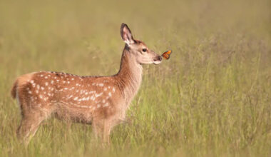 Watch a Butterfly Comfort a Fawn in a Heartwarming Minnesota Video