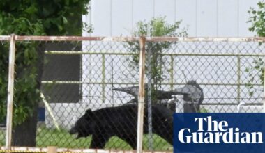 ‘Extremely intelligent’ Japanese bear that attacked four people still at large, police say | Japan