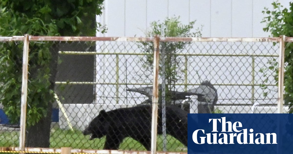 ‘Extremely intelligent’ Japanese bear that attacked four people still at large, police say | Japan