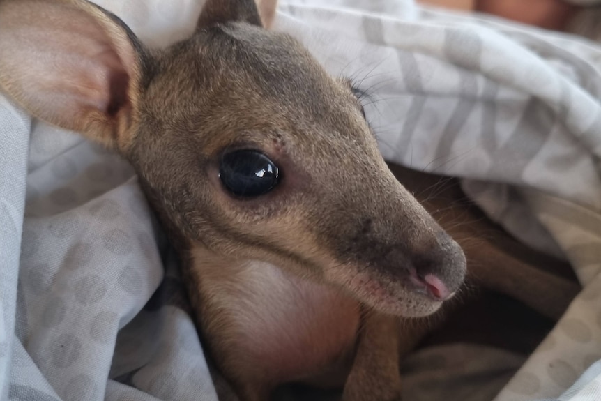A wallaby joey close up of face in a pouch.