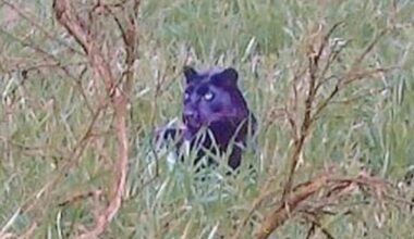 Suspected panther attack 'left stag stripped to the bone'
