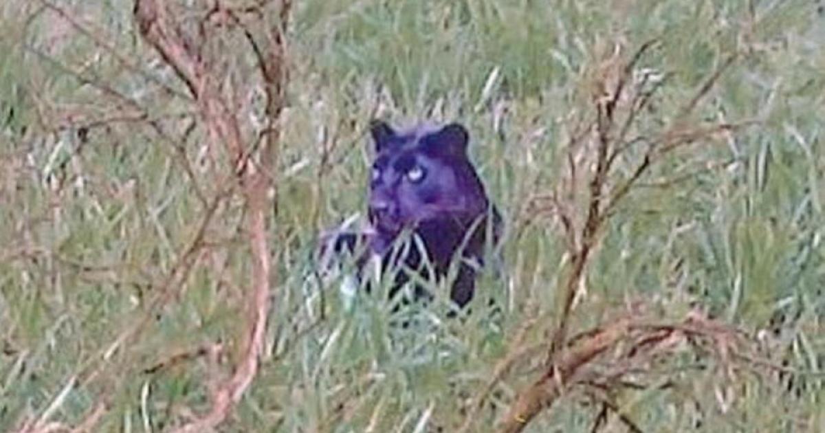 Suspected panther attack 'left stag stripped to the bone'