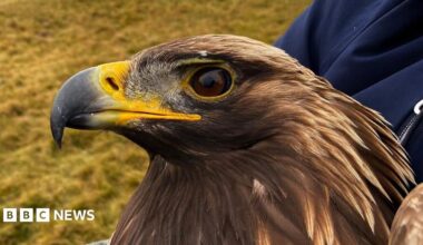 A close-up of a golden eagle with its distinctive yellow beak and large brown eye, looking off to the left