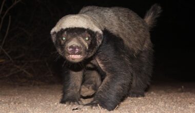 Honey Badgers Survive Snake Bites That Kill Humans — A Biologist Explains How