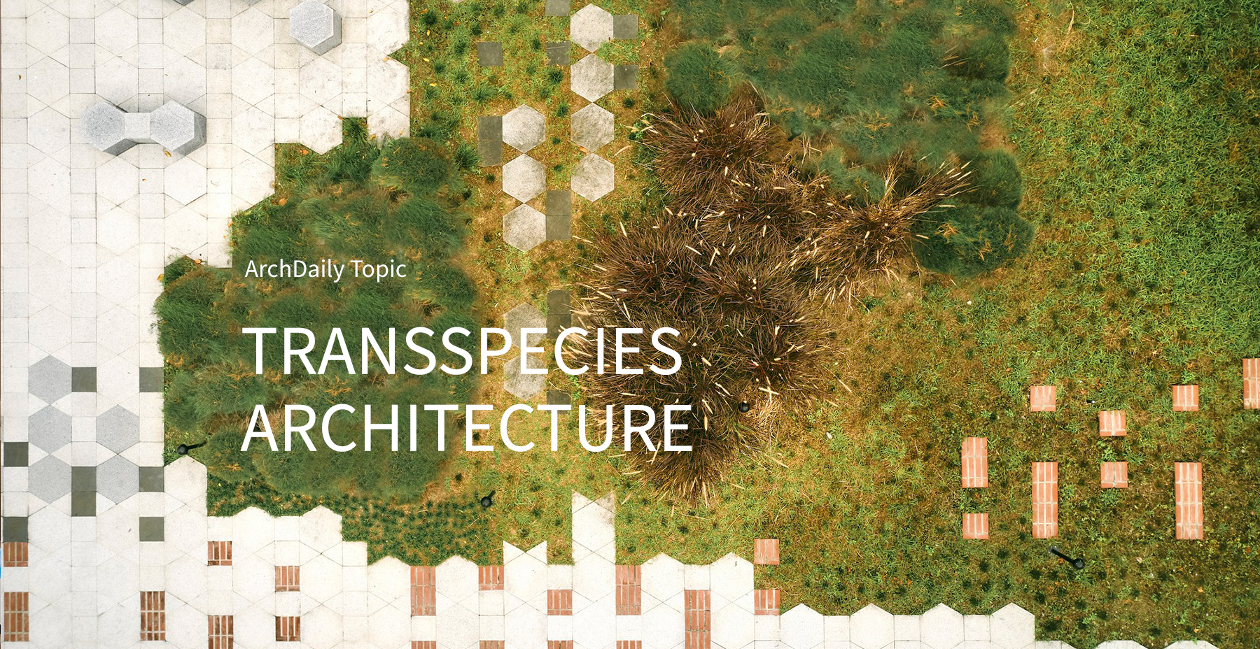 Transspecies Architecture: ArchDaily’s June Editorial Focus