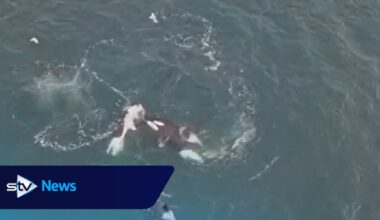 Orca pod spotted hunting dolphins off coast of Scotland in rare footage