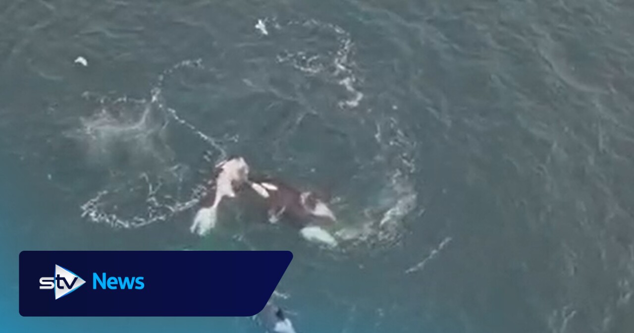 Orca pod spotted hunting dolphins off coast of Scotland in rare footage
