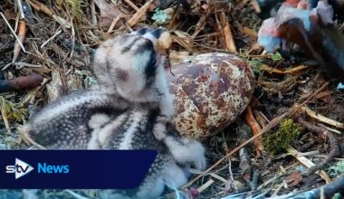 Watch as osprey chicks hatch at Scottish Wildlife Trust's Loch of the Lowes reserve near Dunkeld