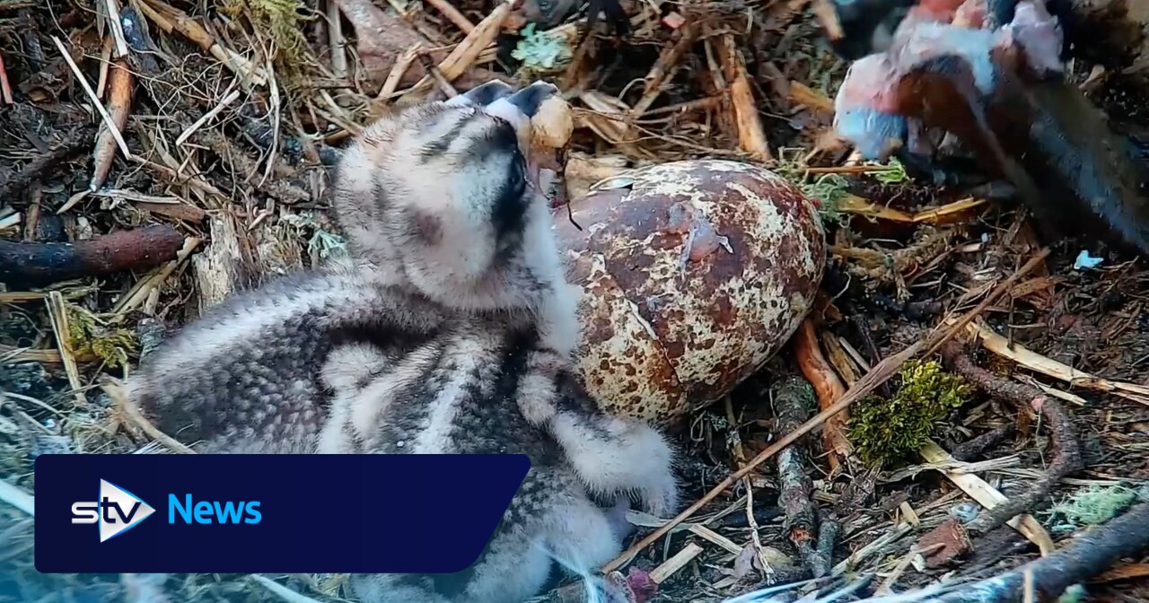 Watch as osprey chicks hatch at Scottish Wildlife Trust's Loch of the Lowes reserve near Dunkeld
